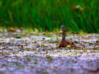 обои Дикаяч утка плывет по болоту фото