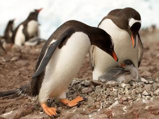 обои Семья пингвиной с детенышем фото