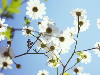 обои Белые цветочки нежные на солнышке фото