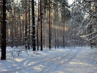 обои Зимняя калия в лесу фото