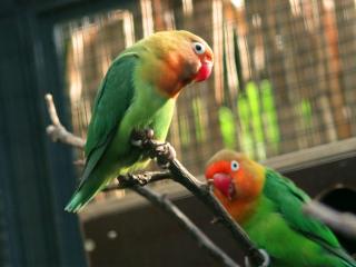 обои Красивые салатовые попугаи на ветке фото