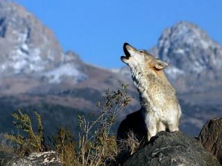 обои Вой волка в горах фото