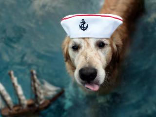обои Пес в шляпе моряка фото