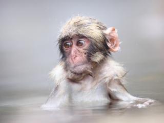 обои Мокрая обезьянка в воде фото