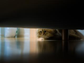 обои Пушистый кот у дивана фото