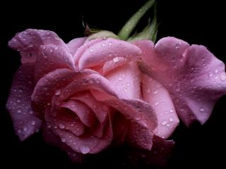 обои Розовая роза в капельках росы фото