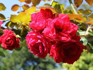 обои Куст с цветением розовых роз фото
