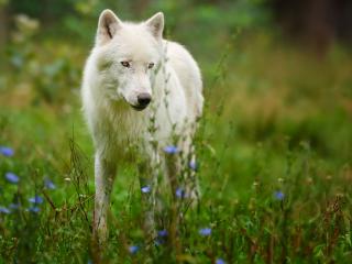 обои Белый волк стоит на лужайке фото