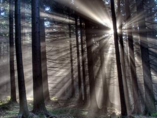 обои Видны лучи солца в лесу сосновом фото
