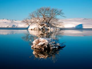 обои Зимнее озеро с деревцем фото
