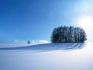 обои Тень перелеска на снегу ярким днем фото
