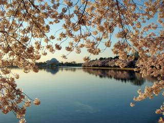 обои Вид озера через цветочную арку фото