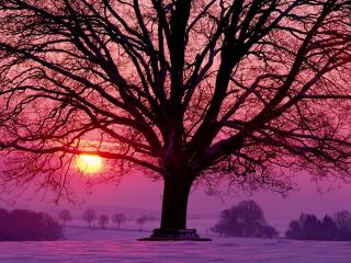 обои Зимнее дерево на восходе солнца фото