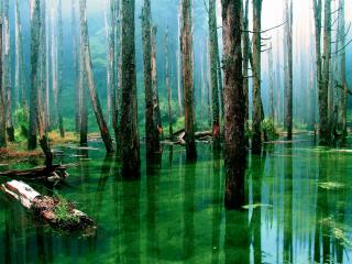 обои Затопленный лес с трясинами фото