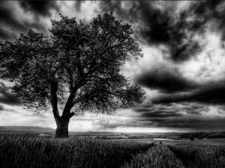 обои Мрачный пейзаж с одиноким летним деревом фото