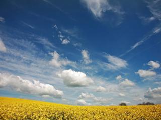 обои Небо с облаками над желтым пoлем фото