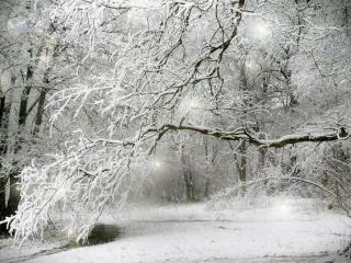 обои Сказка зимнего леса фото