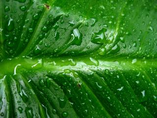 обои Мокрый лист зеленый фото