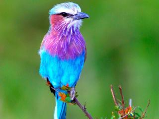 обои Фиолетово - голубая птичка на веточке фото
