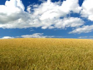 обои Бескрайнее поле пшеницы фото