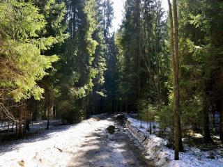 обои Дорога через сосновый лес в конце зимы фото