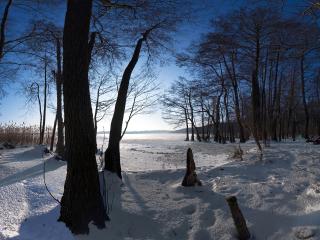 обои Зима на опушке леса фото