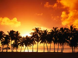 обои для рабочего стола: Ряд пальм на берегу на фоне заката