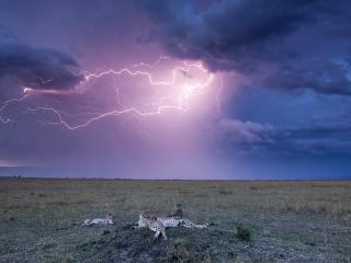 обои Отдыхающие леопарды и молния на небе фото