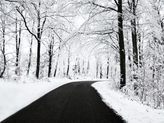обои Черная дорога и деревья белой зимой фото