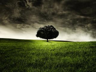 обои Одинокое дерево на поле под темным нeбом фото