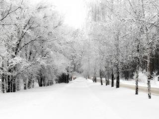 обои Дорога и аллея засыпанная снегом фото