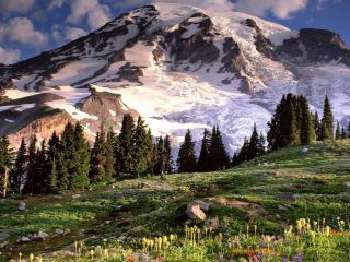 обои Склон с цветами и заснеженная гора фото