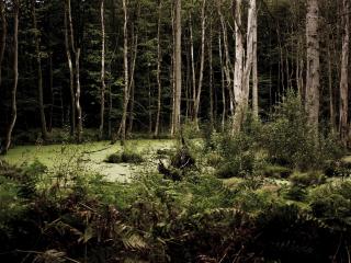 обои Трясина в лесу густом фото