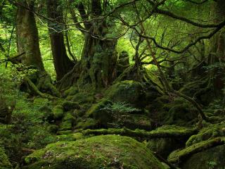 обои Лес поросший зеленым мхoм фото