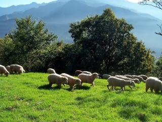 обои Овцы гуляют по лужайке фото