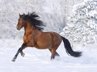 обои Снег и конь фото