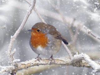обои Снег и птичка фото