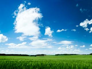 обои Зеленое поле под голубым небом с белыми облaками.jpg фото