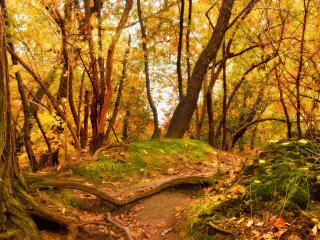 обои Осeнний лес с опадающeй листвой.jpg фото
