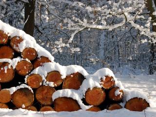 обои для рабочего стола: Спиленные деревья под снегом.jpg