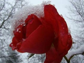 обои Красная роза в снегу фото