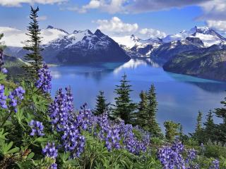 обои Голубые цветы на склонах горы у реки фото