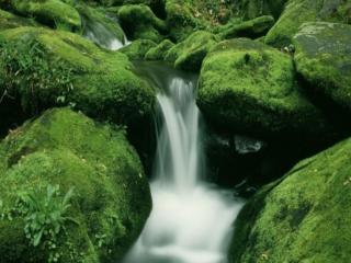 обои Летний ручеёк, среди зелёных камней, покрытых мхом фото
