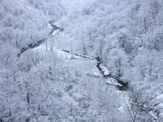 обои Белая зима с инеем в лесу с речкой фото