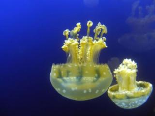 обои Две жёлтых медузы фото