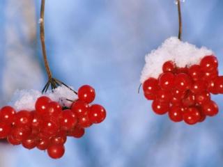 обои Красные ягоды в снегу фото