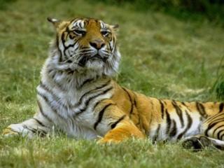 обои Настороженный тигр фото