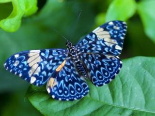 обои Нежно-голубая бабочка фото