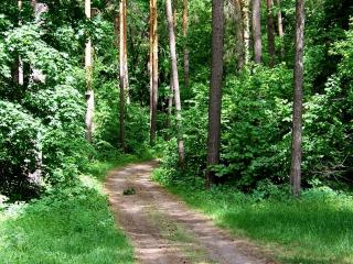 обои Дорога ведущая в лес фото