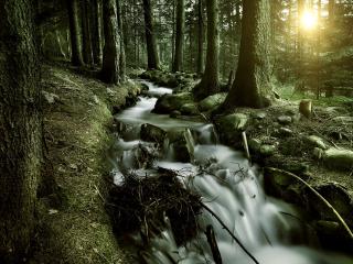 обои Быстрый ручей, в весеннем сосновом лесу фото